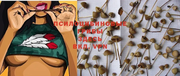 сатива Кулебаки